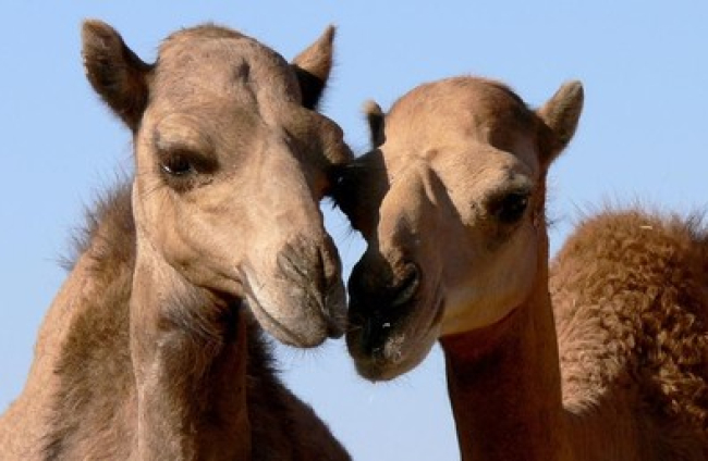 <strong>Dos camellos dromedarios