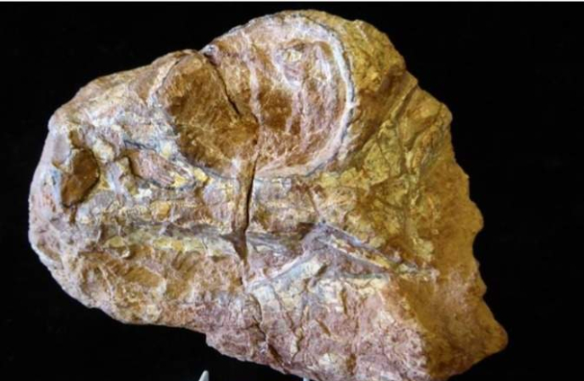 Cráneo fósil antes de su preparación que pertenece a un pequeño ornitópodo del Cretácico Inferior. ECB
