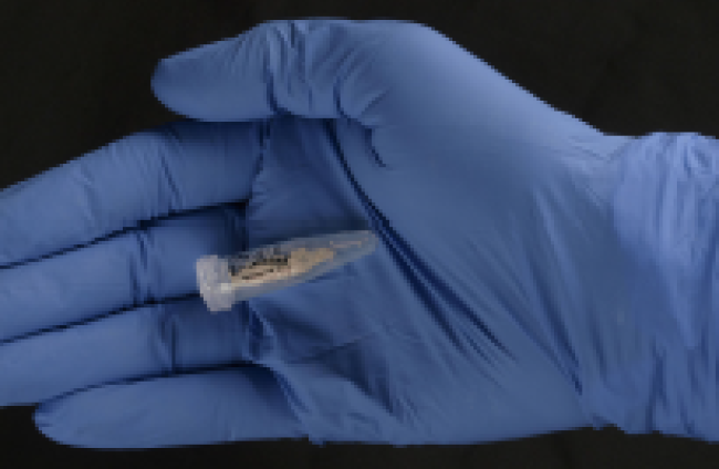 Muestra de un fósil preneandertal de la Sima de los Huesos de la que se ha obtenido el ADN más antiguo . JAVIER TRUEBA (MSF)