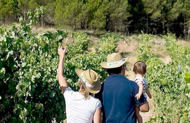 Los packs de experiencias incluyen rutas vitivinícolas. ECB