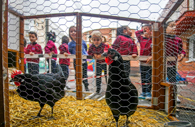 Los niños del colegio San Pablo Apóstol observan a las dos gallinas que hay en su patio.