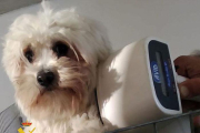 Un ejemplar de caniche toy en la perrera ilegal. ECB