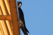 Uno de los halcones peregrinos criados en Burgos que han regresado a la ciudad.