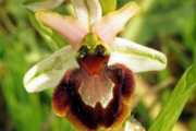 Ejemplar de la orquídea conocida científicamente como Ophrys sphegodes, aparecida en Burgos.