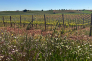 Viñedo de Fuentenebro en Ribera del Duero