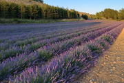 Con 200 hectáreas de lavanda Caleruega es un espectáculo