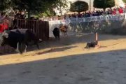 Imagen del joven cogido hoy en Roa por un toro