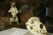 Recreación del cráneo del oso de las cavernas.-RAÚL G. OCHOA
