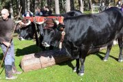 El principal objetivo de este encuentro es revivir antiguas tradiciones que hace siglos formaban parte del día a día de la comarca serrana-R.F.