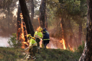 La alta inflamabilidad de lospinos permite una rápida progresión del fuego.-ECB