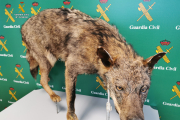 Los agentes se han incautado de un lobo entero naturalizado. GUARDIA CIVIL
