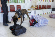 Uno de los perros de la Unidad Canina del Centro Penitenciario de Burgos inspecciona varias bolsas. SANTI OTERO