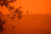 Los daños por incendios en Australia superan los 430 millones de euros.-SAEED KHAN / AFP