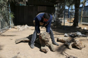 Mohammad Oweida, dueño del zoo, muestra los animales que murieron durante la guerra del 2014 en el zoo de Jan Yunis de Gaza.-IBRAHEEM ABU MUSTAFA / REUTERS