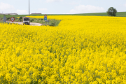 Un campo de cultivo de colza. ICAL