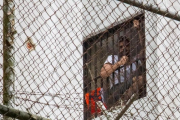 Leopoldo López en la ventana de su celda.-EFE / MIGUEL GUTIERREZ