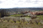 La floración en Salas de Bureba anuncia la ‘marea blanca’ en el Valle de Caderechas.-G.G.