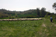La búsqueda de reducir costes ha llevado a retomar el pastoreo en campo abierto.-G.G.