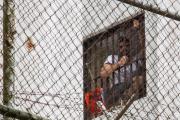 Leopoldo López en la ventana de su celda.-EFE / MIGUEL GUTIERREZ
