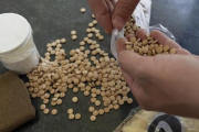 Pastillas de captagón, popular droga recreativa de Oriente Medio.-AFP / JOSEPH EID