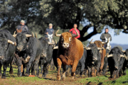 Un lote de toros de Montalvo en la finca Linejo en Salamanca.-ISMA SÁNCHEZ