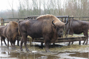 Los bisontes que llegarán a Salgüero, todavía en Holanda, son de origen polaco y holandés.-ECB