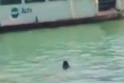 Imagen del inmigrante gambiano, en aguas del canal de Venecia en uno de los vídeos que circula por YouTube.-