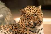 La vida de los animales del Zoológico Metropolitano de Maracaibo está en peligro.-AGENCIAS