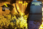 La Guardia Civil desmantela una plantación bajo techo de marihuana con 85 plantas. GUARDIA CIVIL