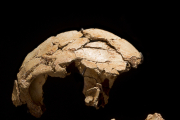 Cráneo del Chico de la Gran Dolina que definió la especie a finales de los 90 y puede verse en el Museo de la Evolución.
