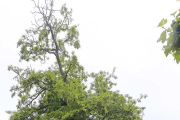 Acacia del Japón, en el paseo del Espolón.-RAÚL G. OCHOA