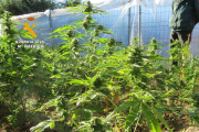 Plantación de marihuana incautada por la Guardia Civil.-ECB