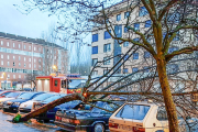 La caída de árboles motivó gran parte de las intervenciones en parques y calles de la capital. BOMBEROS
