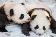 Los dos cachorros pandas nacidos en cautividad en el Zoo de Berlín.-AFP