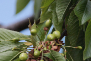 Las primeras cerezas ‘burlat’ del Valle de Caderechas.-G.G.