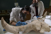 Momento en el laboratorio de restauración de uno de los cráneos de Cueva-Des-Cubierta. JAVIER TRUEBA (MSF)