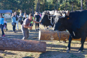 Un momento de la espectacular exhibición del acarreo de pinos con una yunta de vacas negras serranas.-R. F.