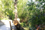 Desde que empezó el invierno han caído en esta zona tres árboles.-L. V.