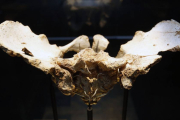 La pelvis elvis es uno de los objetos míticos de Atapuerca cuyo original se expone en el Museo de la Evolución.-RAÚL G. OCHOA