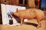 La cerda Pigcasso pintando una de sus obras en su refugio de Sudáfrica-/ @PIGCASSOHOGHERO (INSTAGRAM)