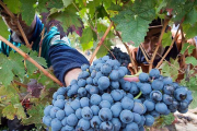 La Ribera del Duero ha recogido menos uva este año, aunque afortunadamente la calidad se mantiene.-ICAL