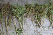 Plantas de marihuana incautadas por la Guardia Civil.-ECB