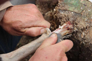 El Cenieh estudia, desde hace 8 años, numerosos fósiles de fauna provenientes de la cueva israelí de Qesem.-ECB