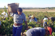 Las treinta bodegas que a día de hoy elaboran Albillo lo hacen fuera de la DO-E. M.
