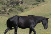 El empeño de Ricardo de Juana por preservar la raza le llevó a encontrar 32 de ejemplares puros hace tres décadas, marcando así el inicio de un proyecto de protección que se mantiene hoy-G. G.