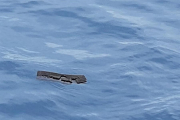 Fotografía cedida este miércoles por la Fuerza Aérea de Chile (FACh) que muestra un pedazo de espuma flotando cerca del área donde desapareció un avión el pasado lunes camino a la Antártida con 38 personas a bordo.-