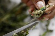 Planta de marihuana en Colombia.-EFE / CHRISTIAN ESCOBAR MORA