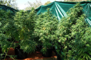 Ejemplares de plantas de marihuana-