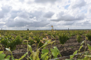 El Gobierno destina 90 millones a paliar los efectos del Covid-19 en el sector vitivinícola