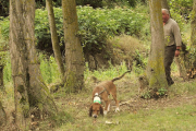 Uno de los participantes pasea con su perro durante una prueba de rastro.-G.G.